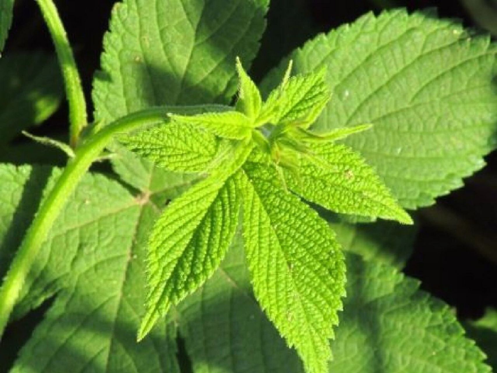 记录认识的中药材 40 | 葎草 99药材名: 葎草(桑科) 99别名: 勒草