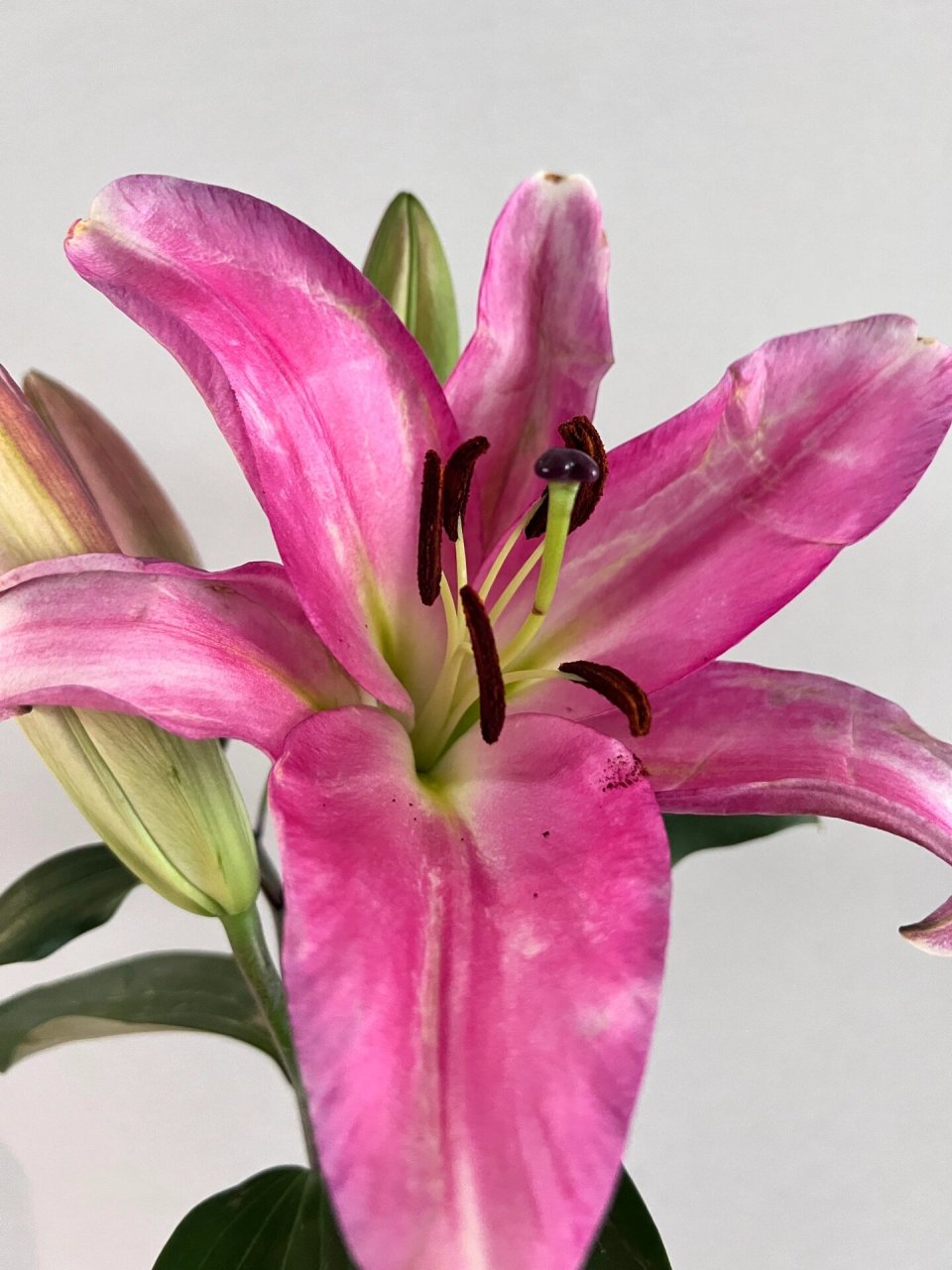 麦当娜百合      第一次买麦当娜,花苞巨大,呈青色和紫红色,是香水