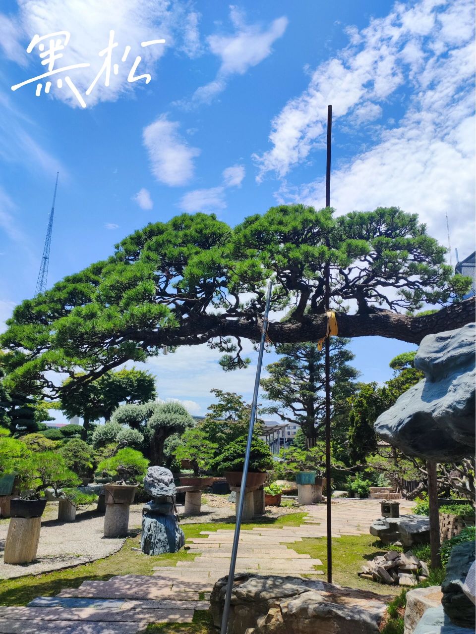 黑松的寓意和象征 97黑松的叶子是针尖儿状的,有着辟邪的寓意.