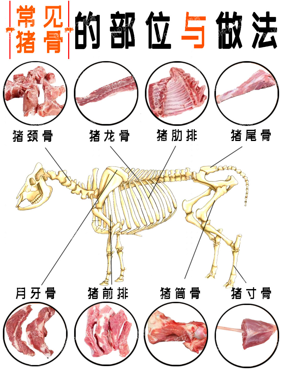 猪骨结构图图片