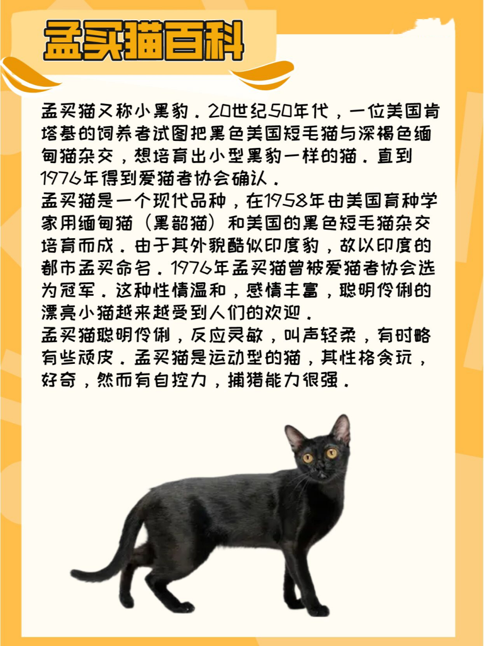 新手养猫|每天认识一种猫|孟买猫喂养手册 孟买猫又称小黑豹.