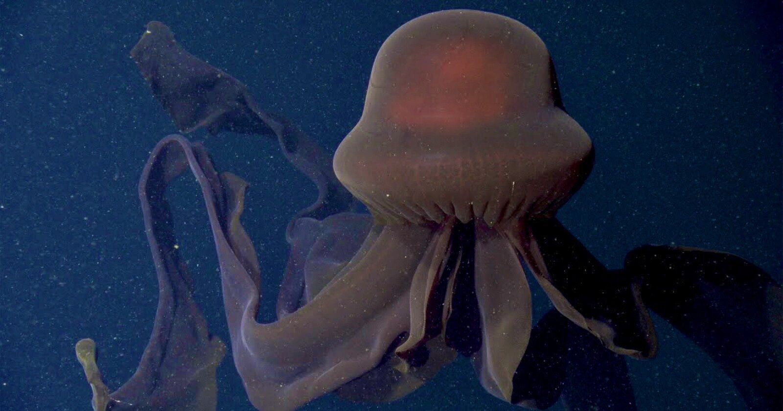 冥河水母|令人胆颤的深海水母