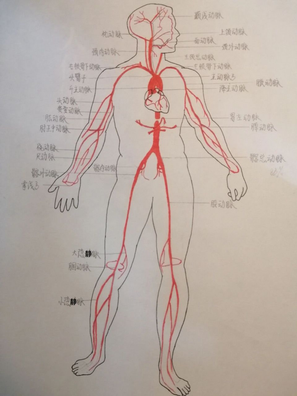 人体主要动脉分布图 突然翻到这张图, 只能说 大一的我,是有点子耐心