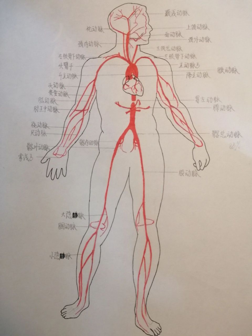 人体主要动脉分布图 突然翻到这张图 只能说 大一的我,是有点子耐心
