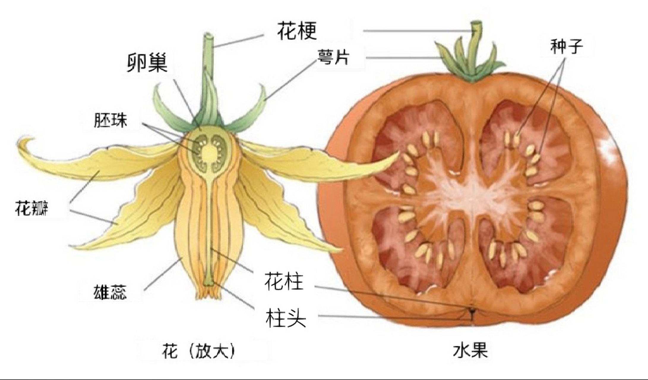 柿子结构图及名称图片