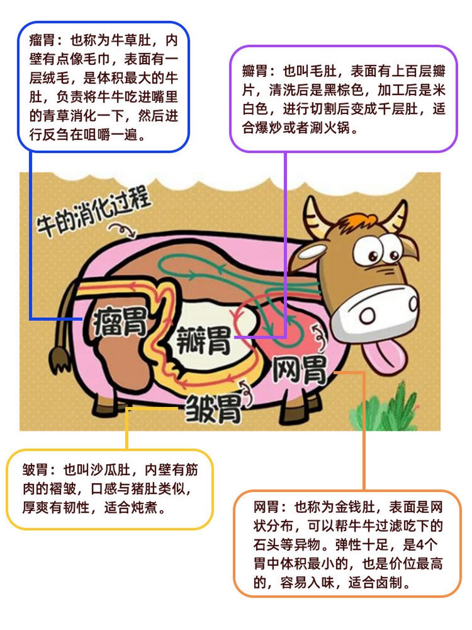 这整个过程,牛的四个胃各司其职,保证牛牛能充分吸收食物的营养.