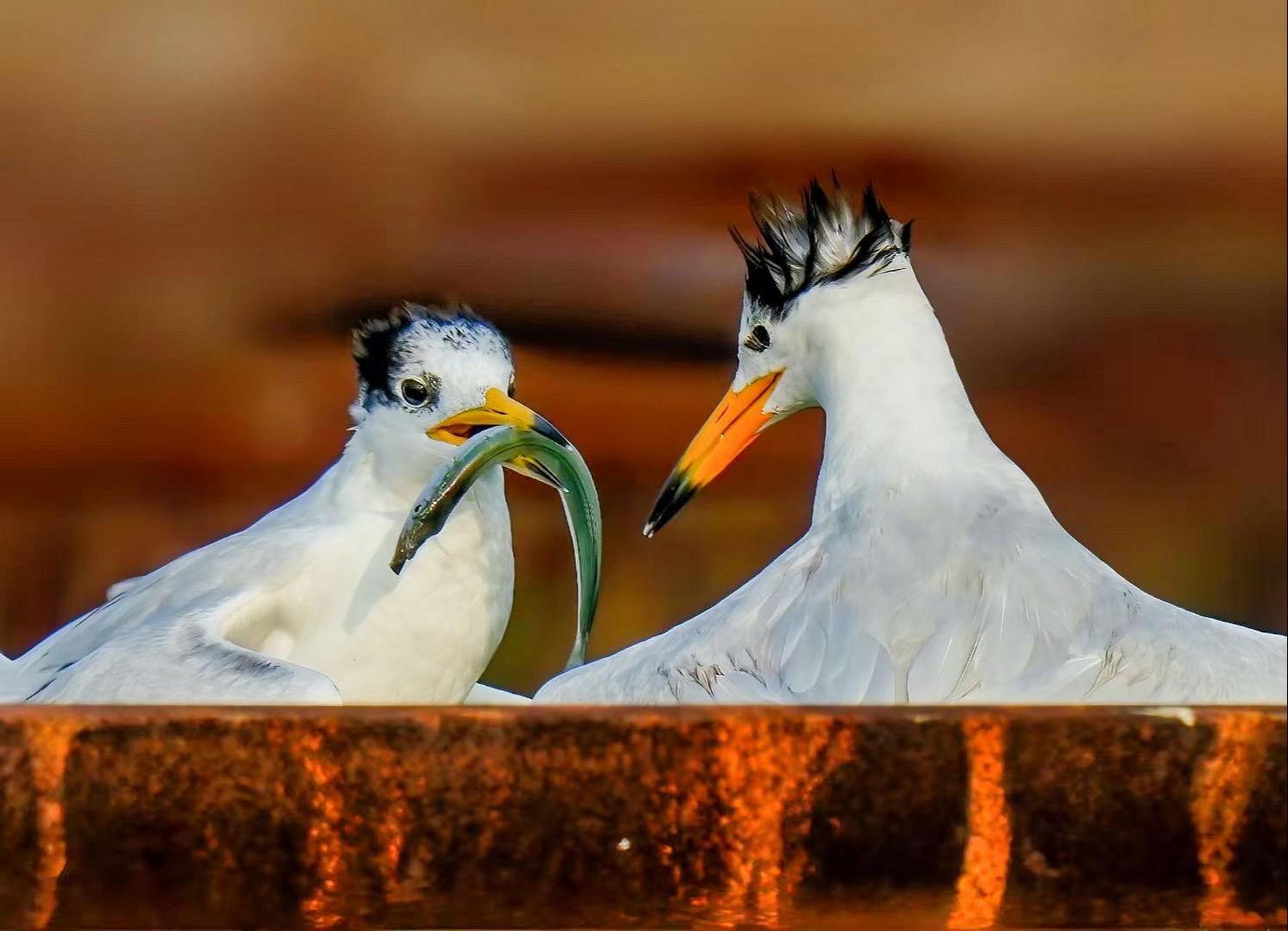 又名黑嘴端凤头燕鸥,神话之鸟,是世界上最濒危的鸟种之一,是鸥科鸟类