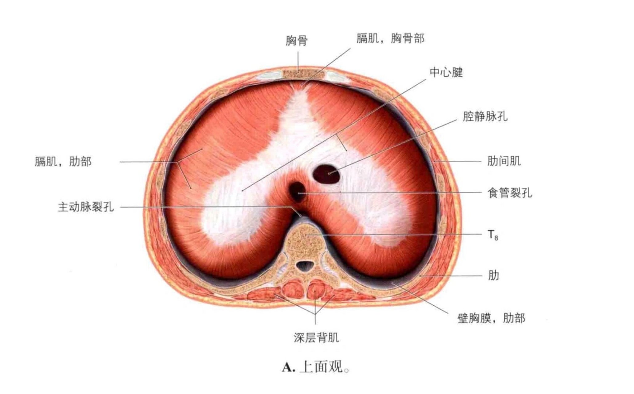 膈肌手绘图片