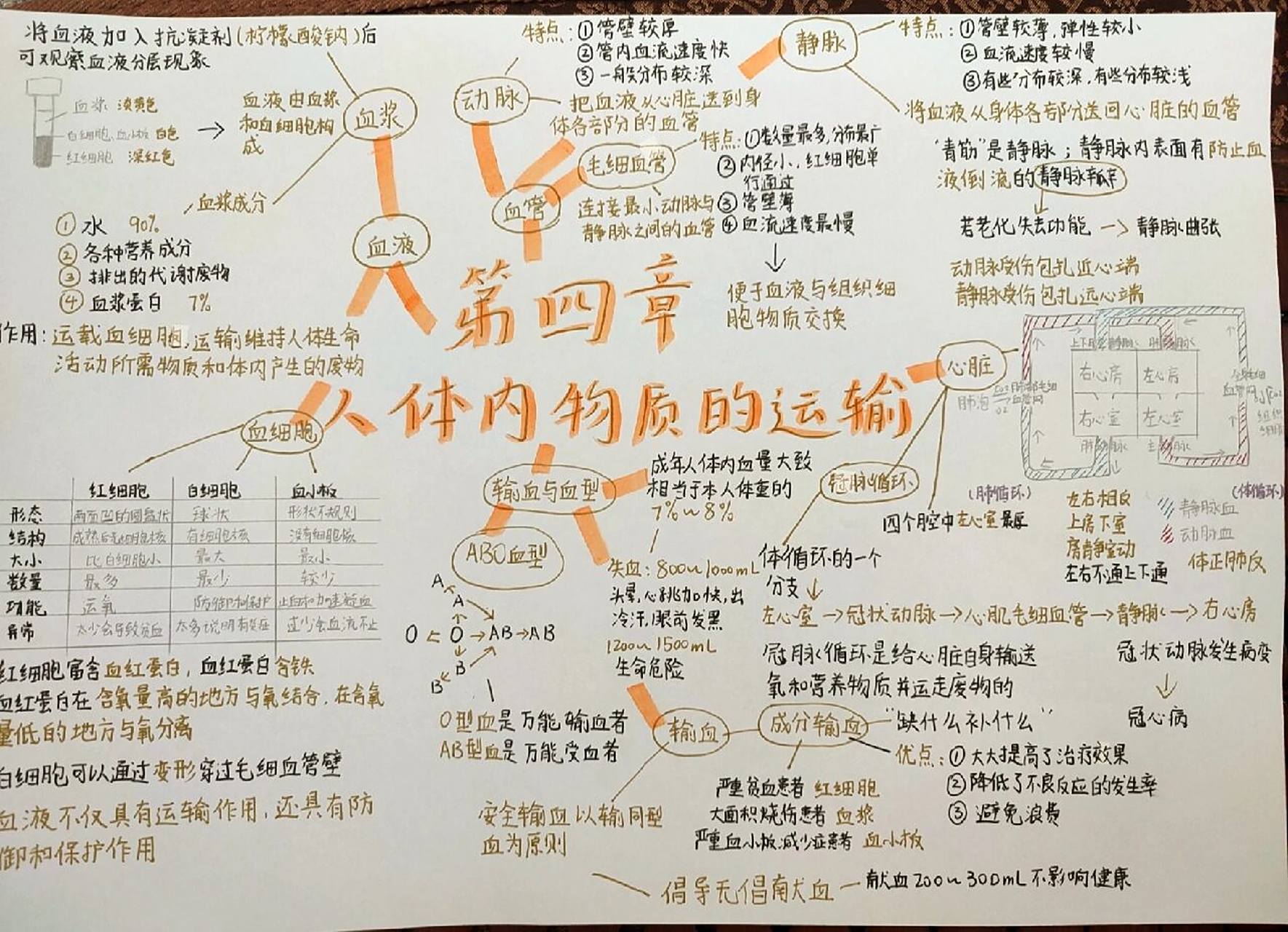 七下生物第四章思维导图 假期复习