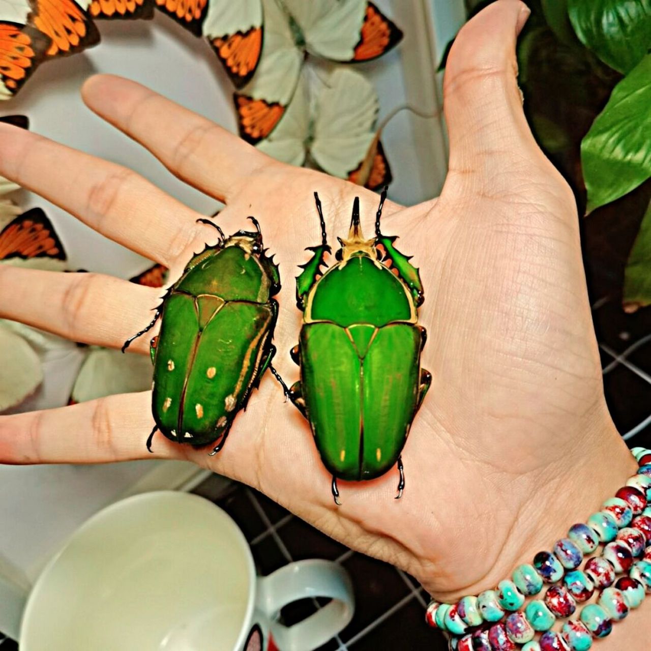 98一对好看的大"绿宝石"98 98一对人工饲养的纯绿色乌干达花