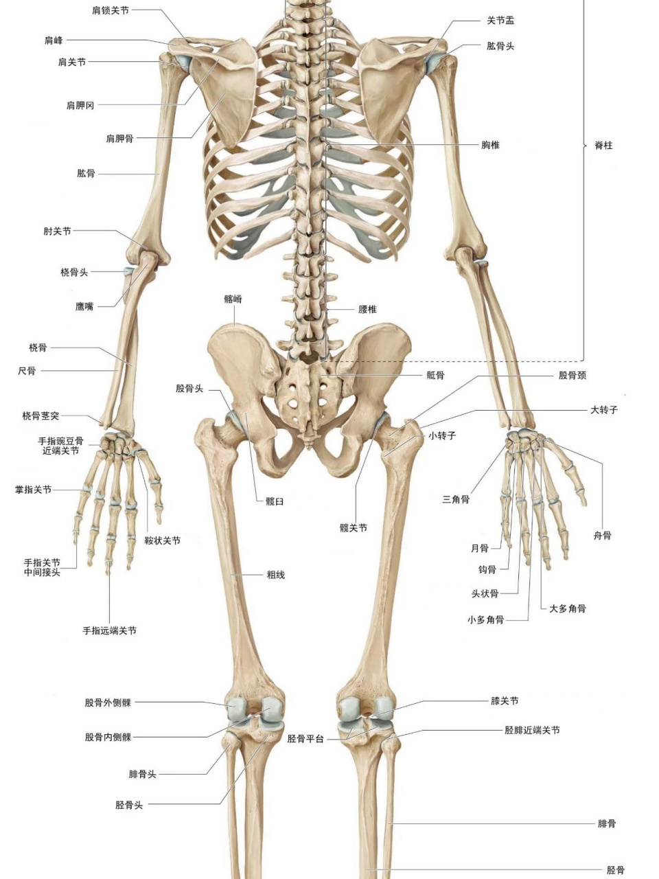 高清人体骨骼全图 瑜伽解剖必用 高清人体骨骼全图 瑜伽解剖必用