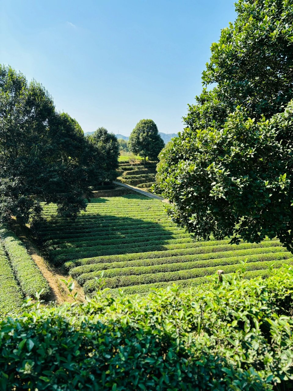 长沙周边一日游之周末金井茶园遛娃游93 秋天这么好 一个周末都不能