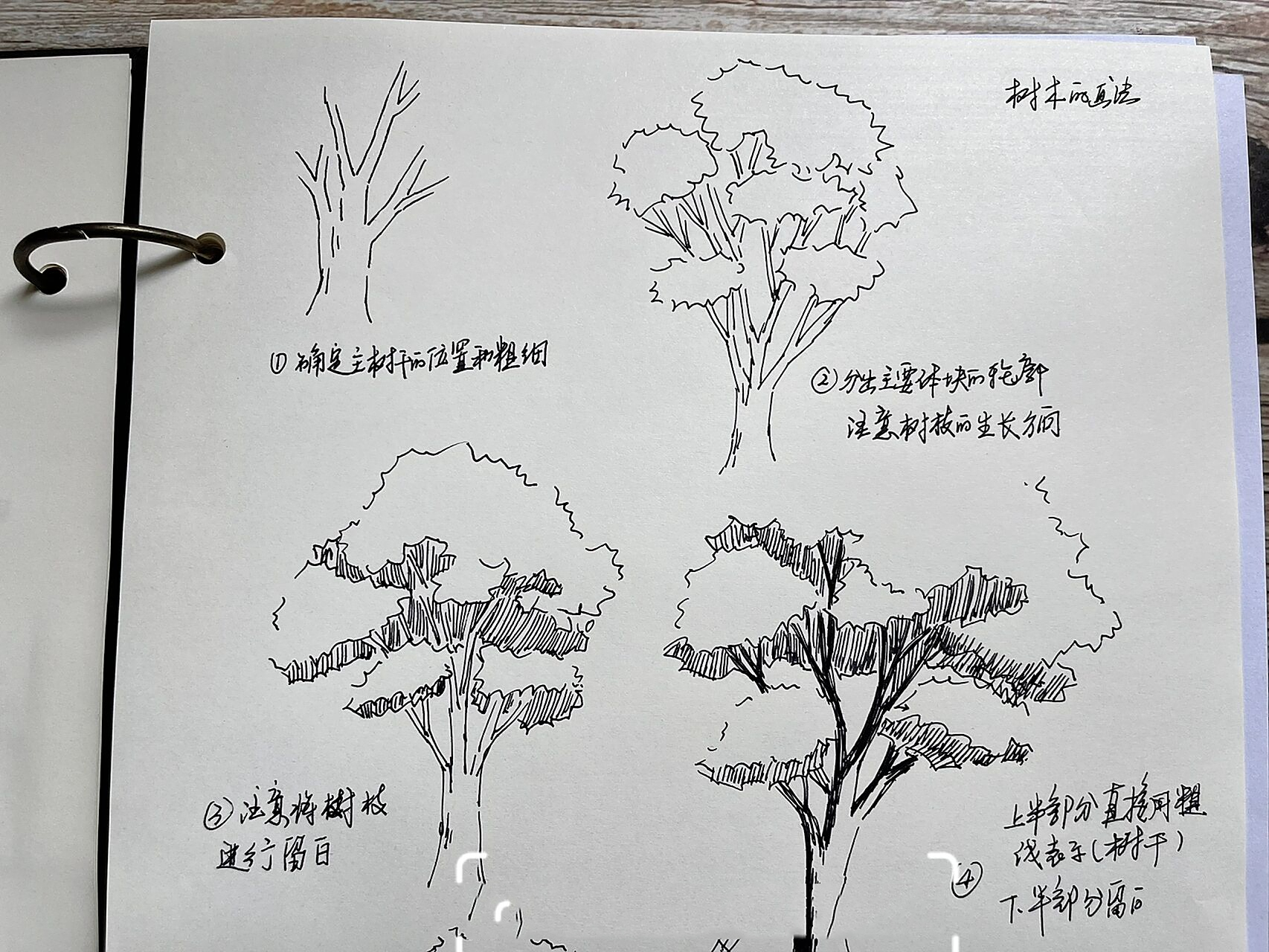 钢笔画|p183树木画法练习   树的画法,按照体块分组绘制的方法,可将