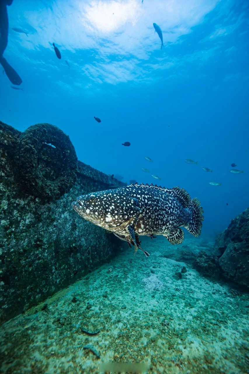【#巨型石斑鱼来三亚啦#】近日,在三亚蜈支洲岛海域海洋牧场,一条超百