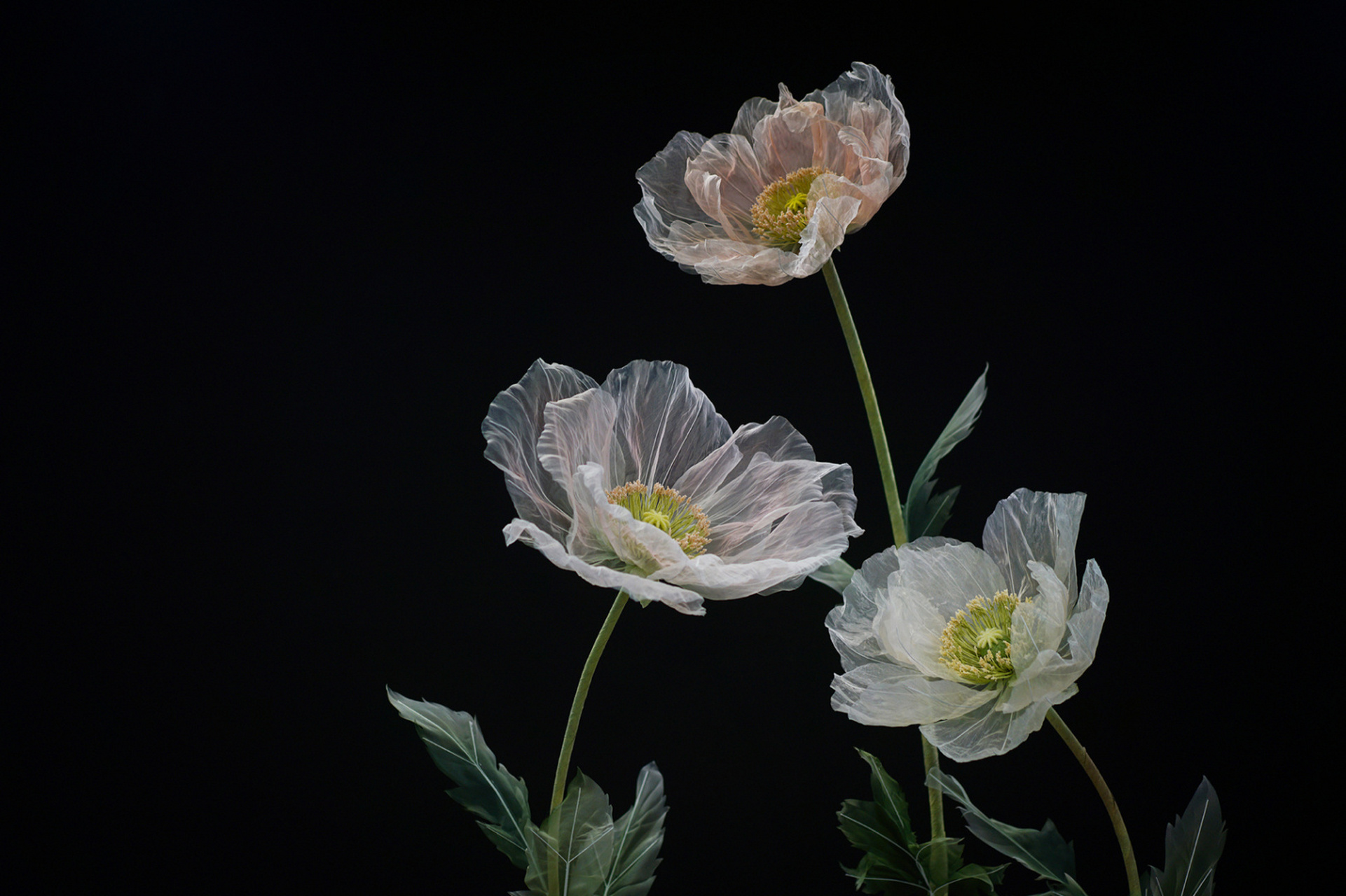 唯美清新,淡雅脱俗7515很美很美的真丝花 #手工