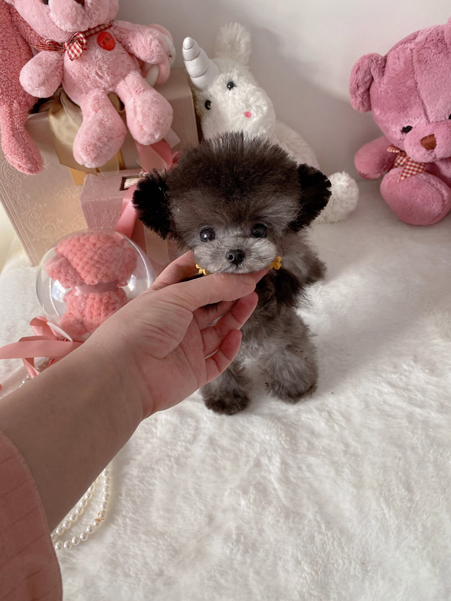 立耳茶杯泰迪飞耳泰迪