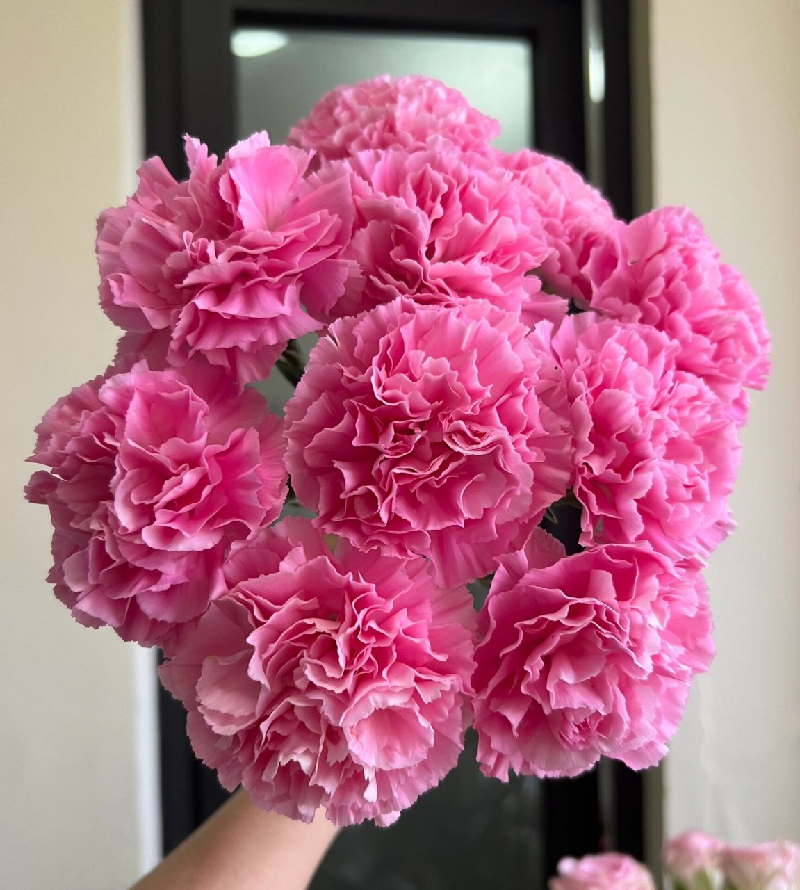 康乃馨|小桃红  53. 小桃红. 桃红色,好开,开放度大,花朵很圆.