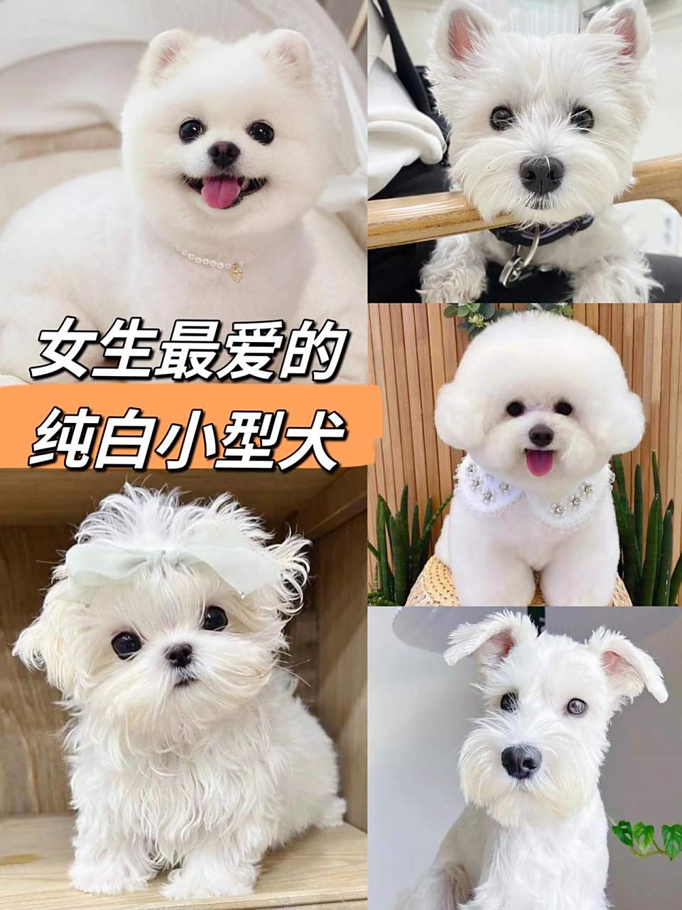 比熊犬优点:有外观美丽,性格较好,掉毛较少等.