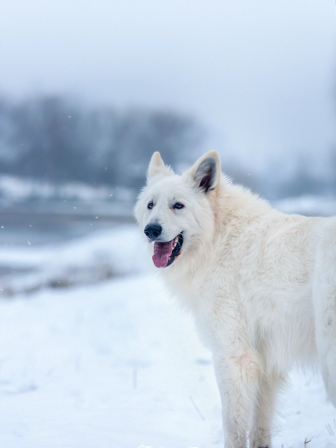 不如就养一只白色的德牧吧! 学名:瑞士牧羊犬, 温柔与帅气并存, 被