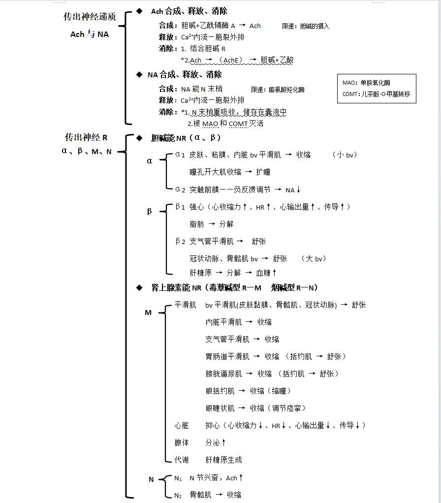 Ach药理图片