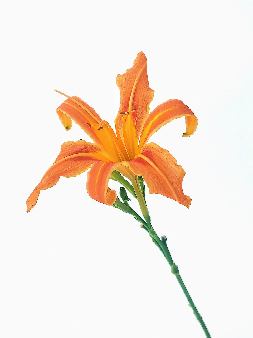 绘画素材1000更～无私的萱草花  绘画 # 找绘画大神 # procreate 创意