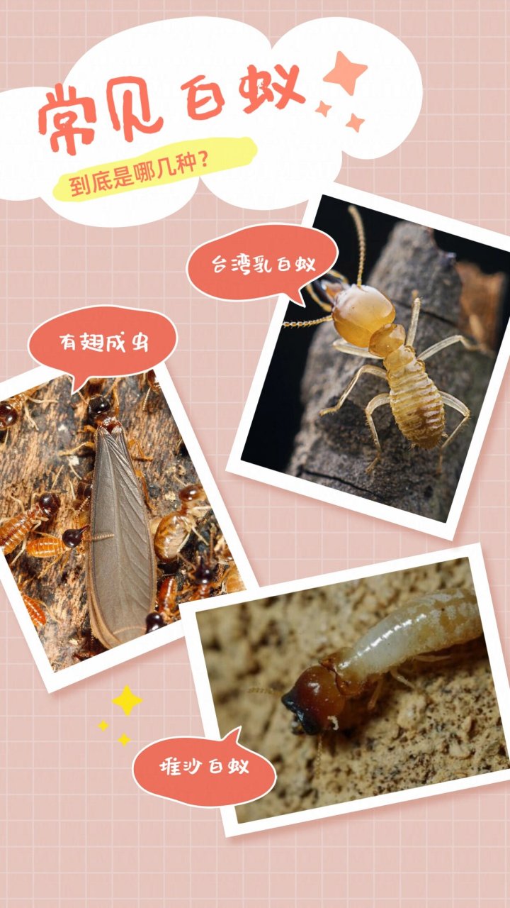 常见的白蚁种类以及危害 1,台湾乳白蚁 73 属蜚蠊目,等翅亚目,鼻