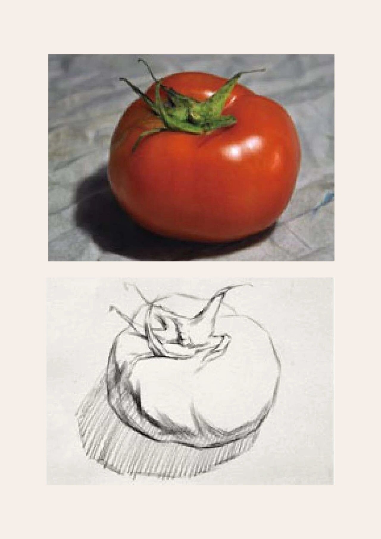 素描番茄步骤解说