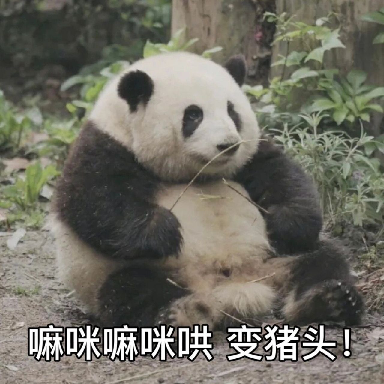 花花表情包 ee的心头爱