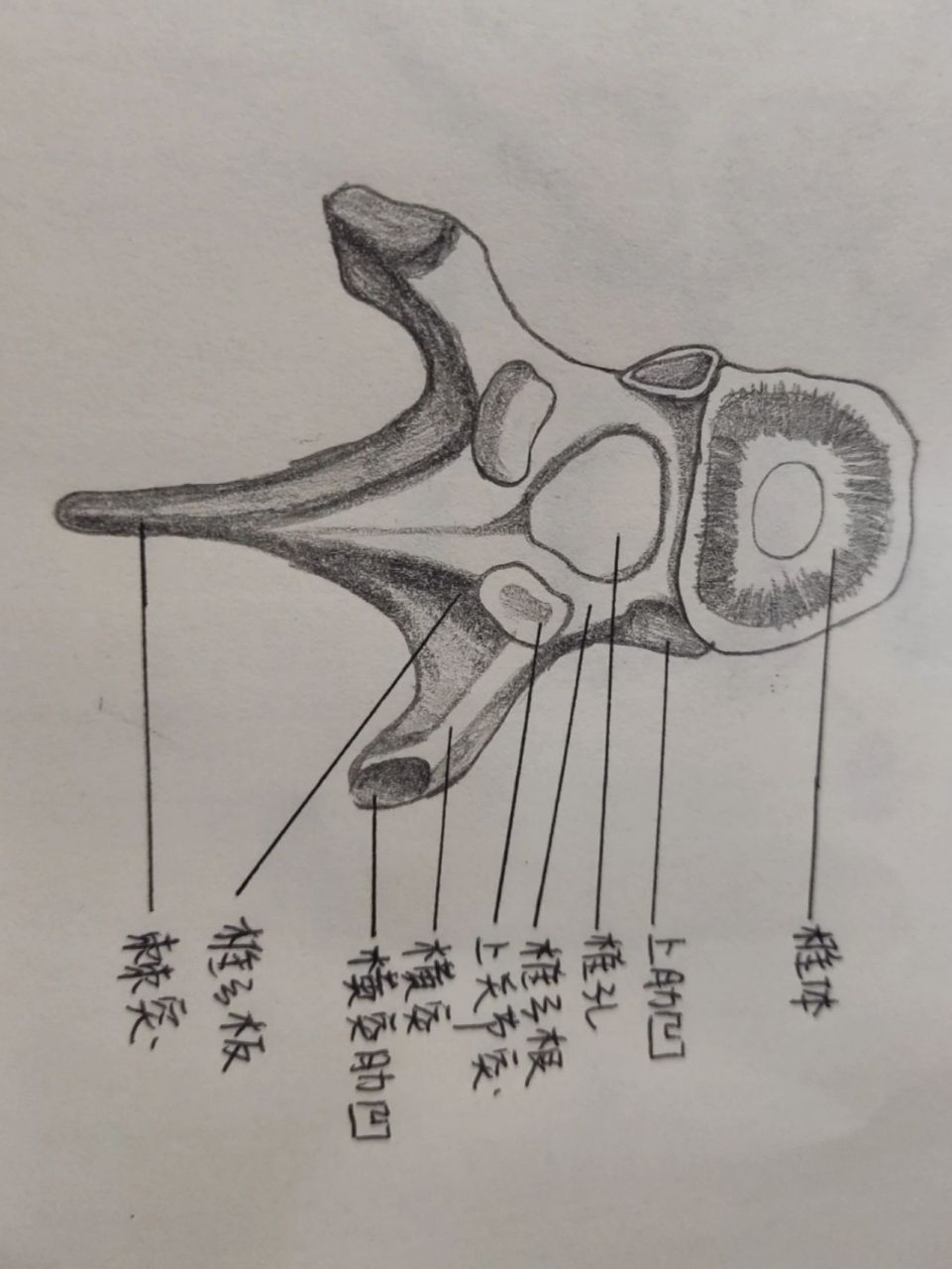 画胸椎侧面观图作业图片