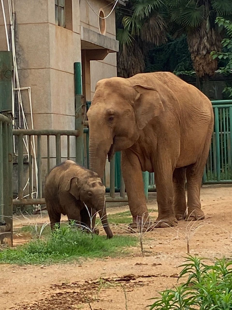 今天带娃去昆明动物园,大象馆原来莫坡和欣愿这边有一只母象带着一只