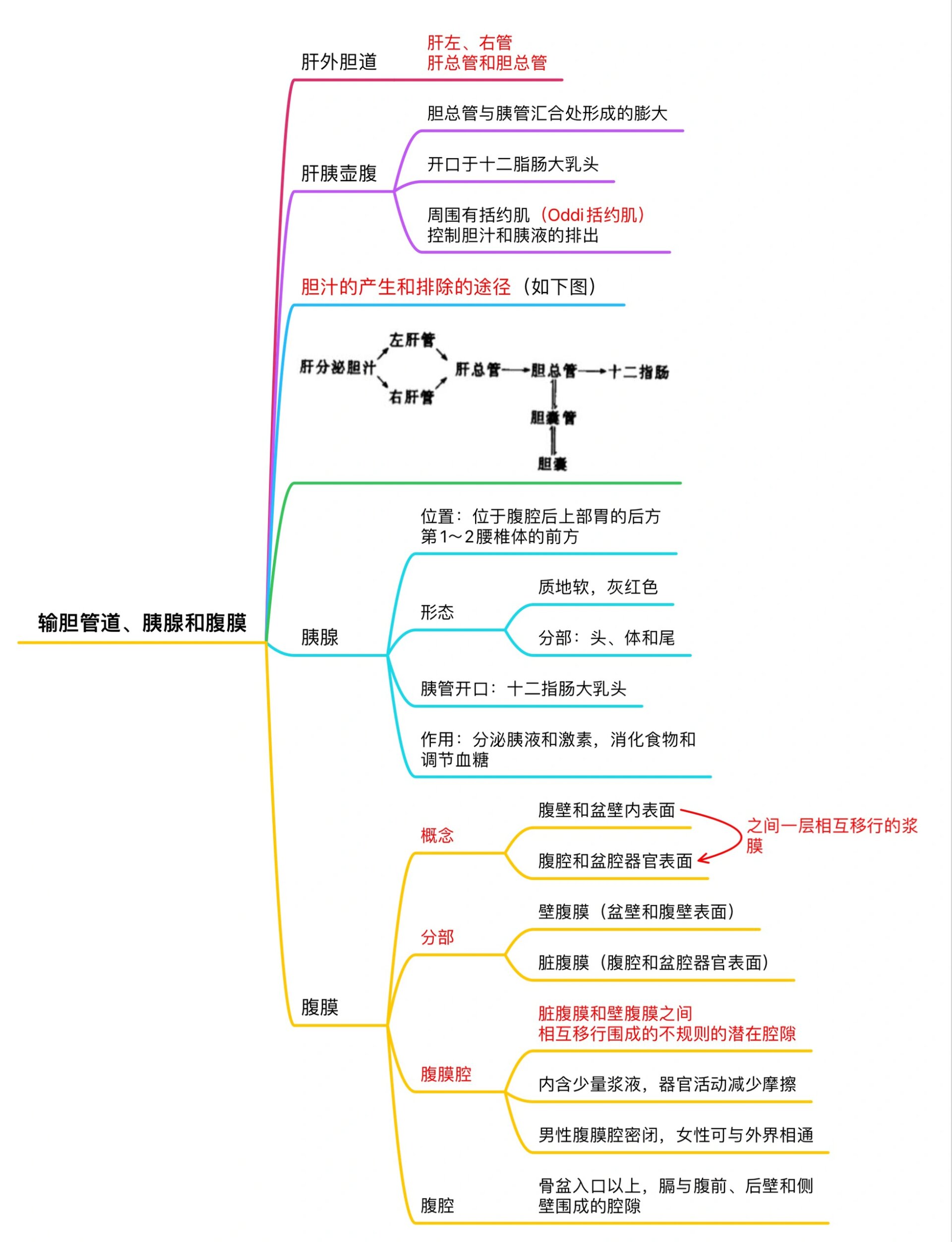 消化腺思维导图高清图片