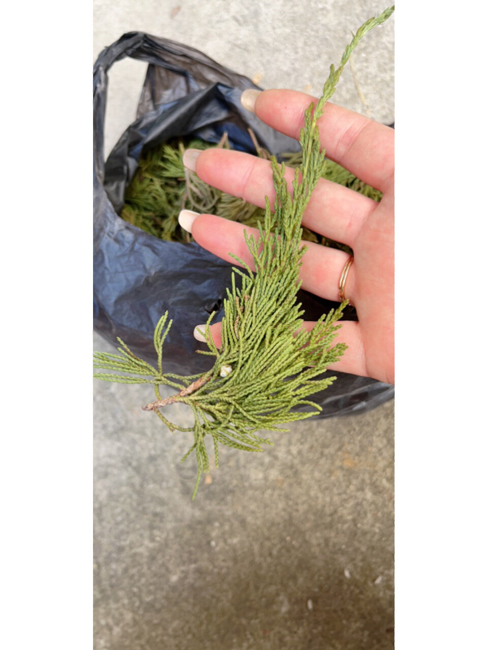 是什么树叶 如图,和柏树枝叶干特别像 ,柏树叶是扁扁的,这个不是,有没