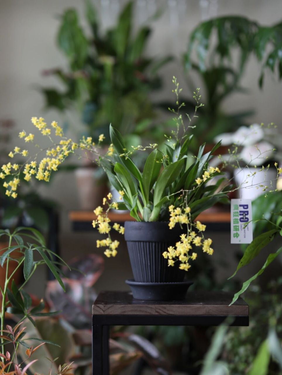 室内开花神器跳舞兰绿植盆栽的绽放一刻 满枝花朵在微风下像一个个会
