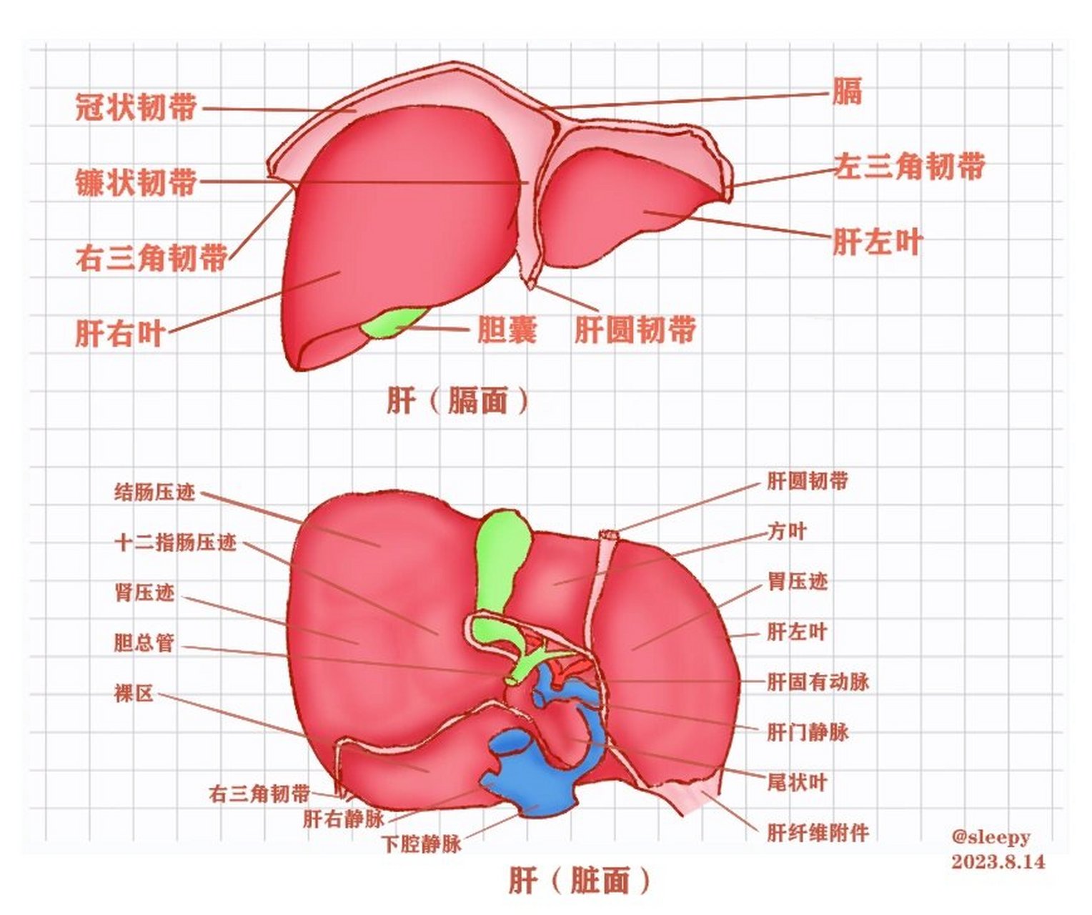 45【系统解剖/肝的形态】 很喜欢我这个颜色,能直击我心灵的艳丽.