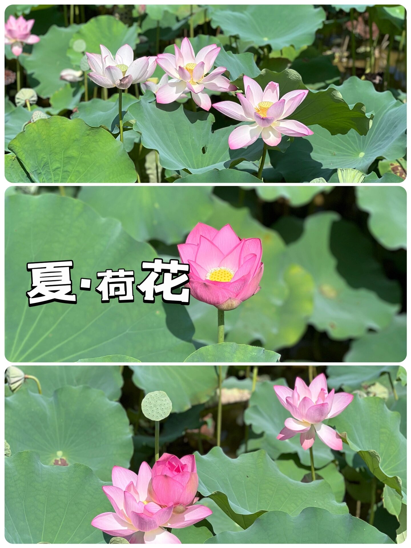 妖 今天带着小朋友来到了增城莲塘春色小镇 莲塘 莲塘～寓意是有荷花