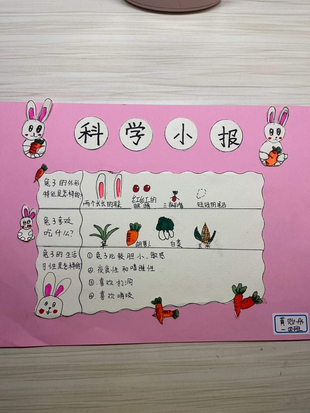 科学小报 科学小报兔子92