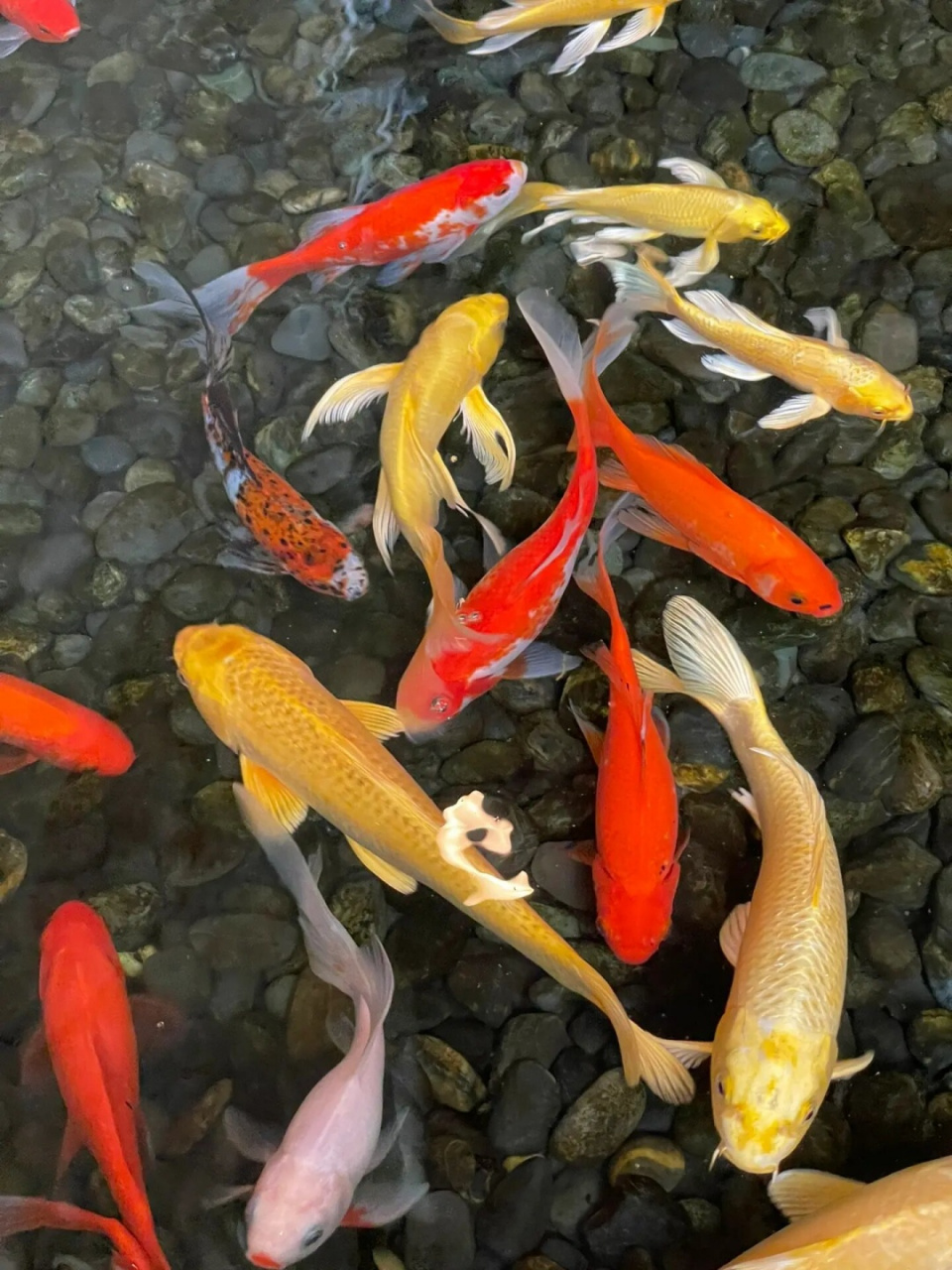 这些鲤鱼真是太漂亮啦95!