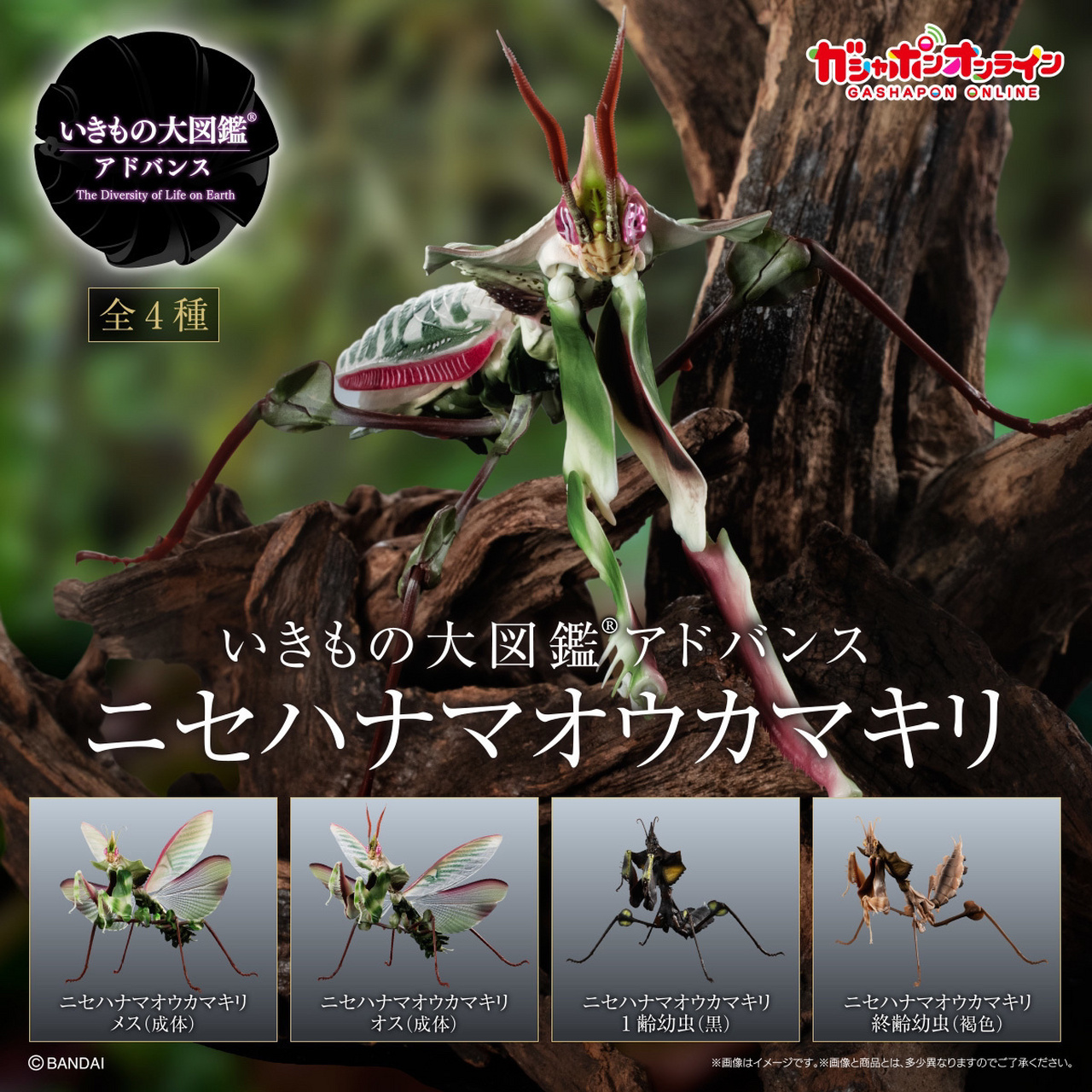 万代线上扭蛋 生物大图鉴advance 魔花螳螂     万代线上扭蛋 生物大