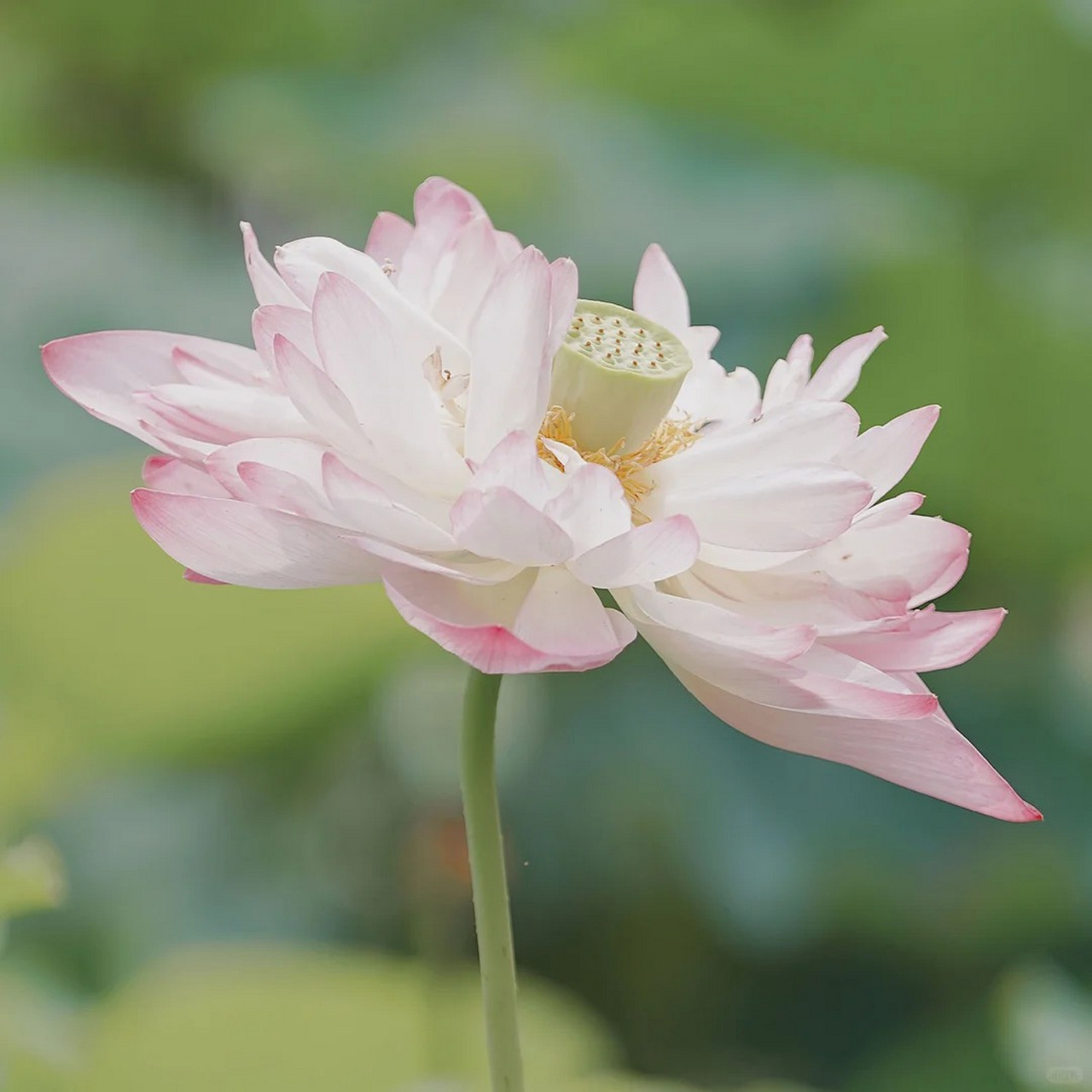 花微信头像 带来好运图片