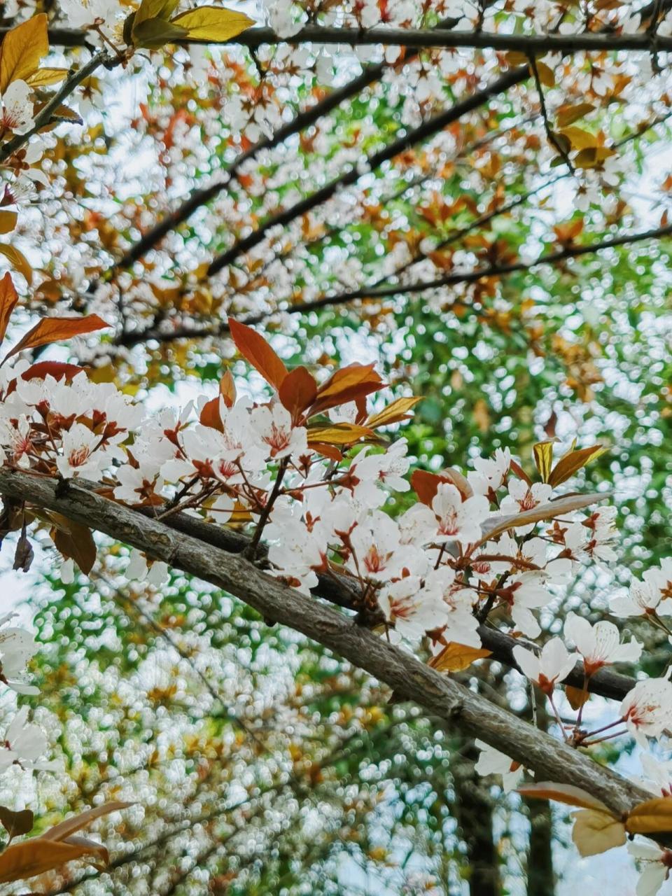 紫叶李花和樱花的区别图片