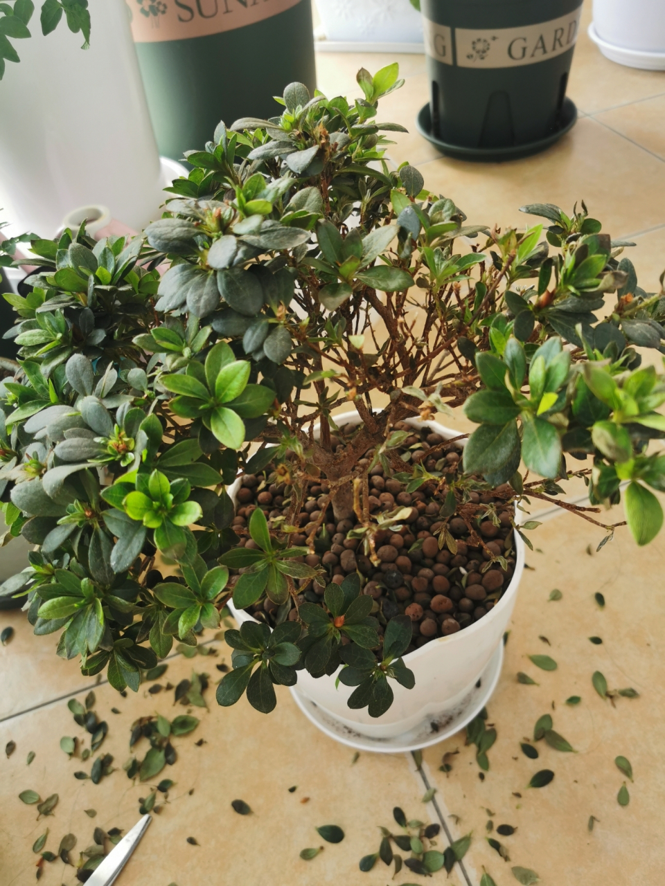 杜鹃花干枯掉叶怎么救? 杜鹃花干枯掉叶怎么救?