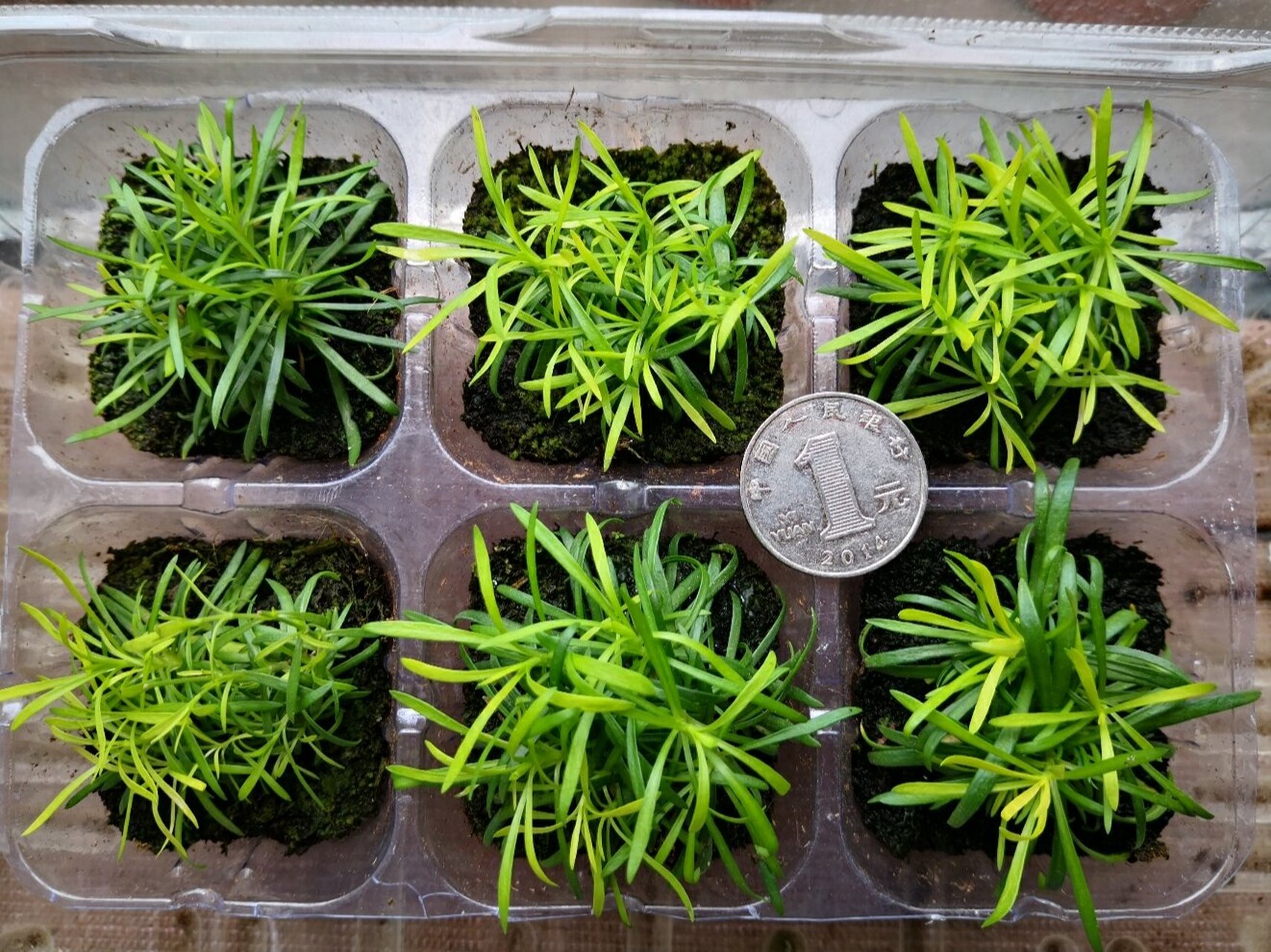 满天星小苗 如果你种出来的满天星不是我这样的,那就是你买到假种子啦