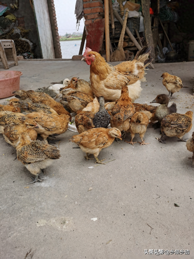 她会在饲料里添加一种神奇的东西,你猜是什么?就是芝麻和猪油!