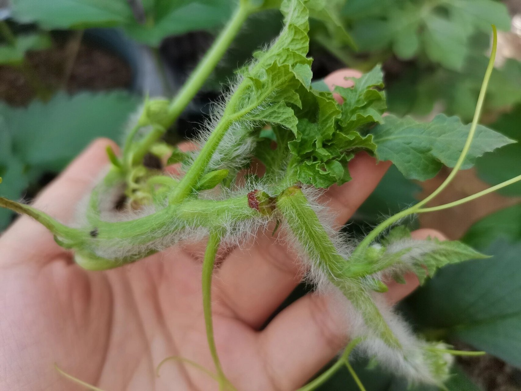 西瓜蔓枯病,菌核病."因材施浇"姐妹们 ?