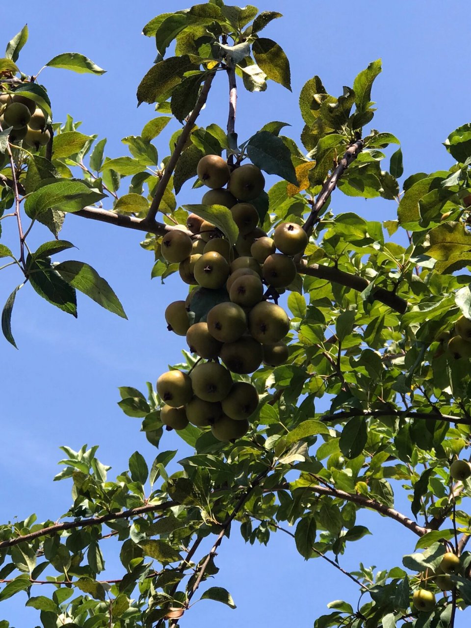 偶遇野生山楂树