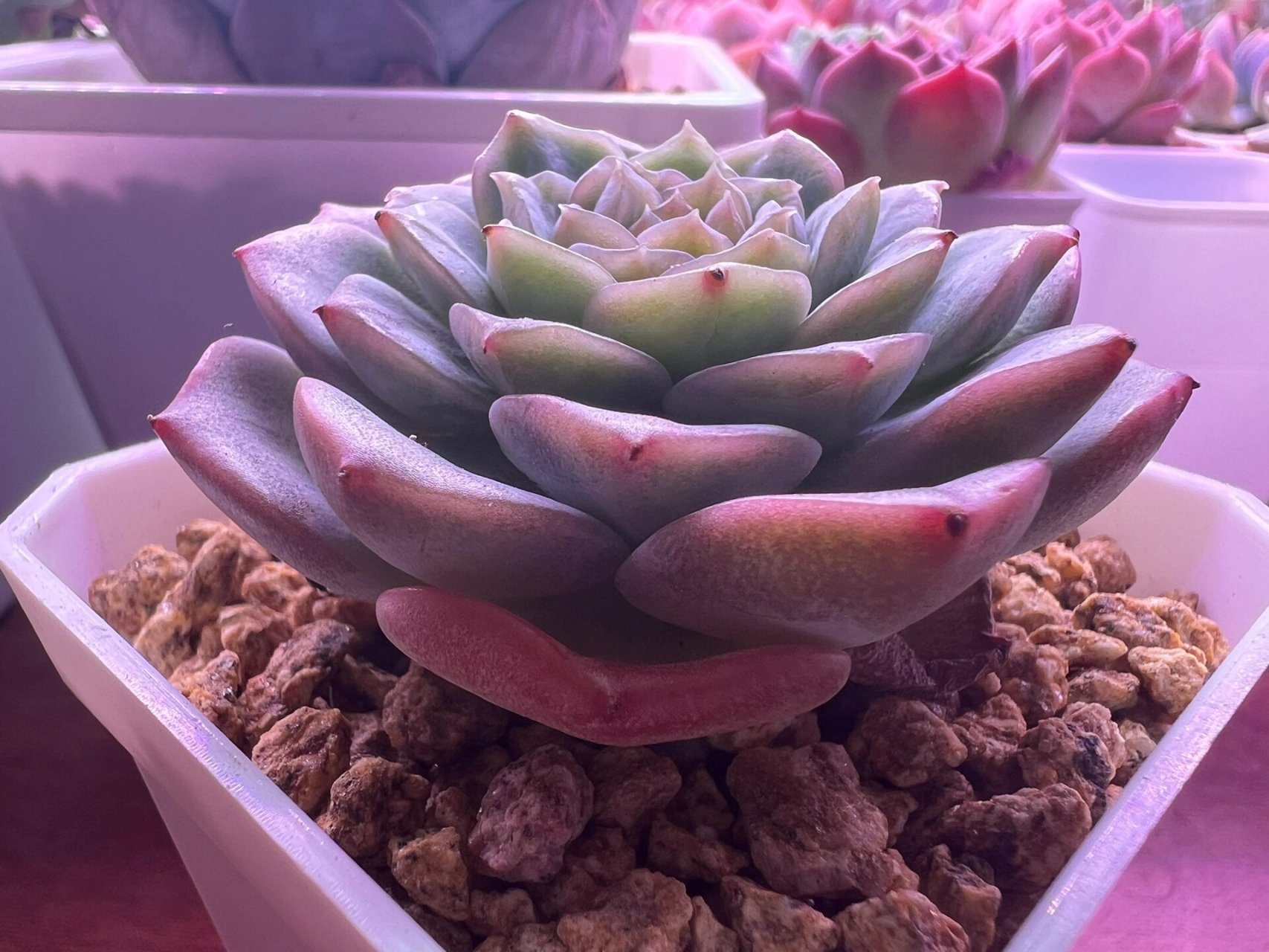 纯情多肉纯爱多肉韩国纯爱 腾地方清多肉 纯情多肉又叫韩版纯爱 夏天