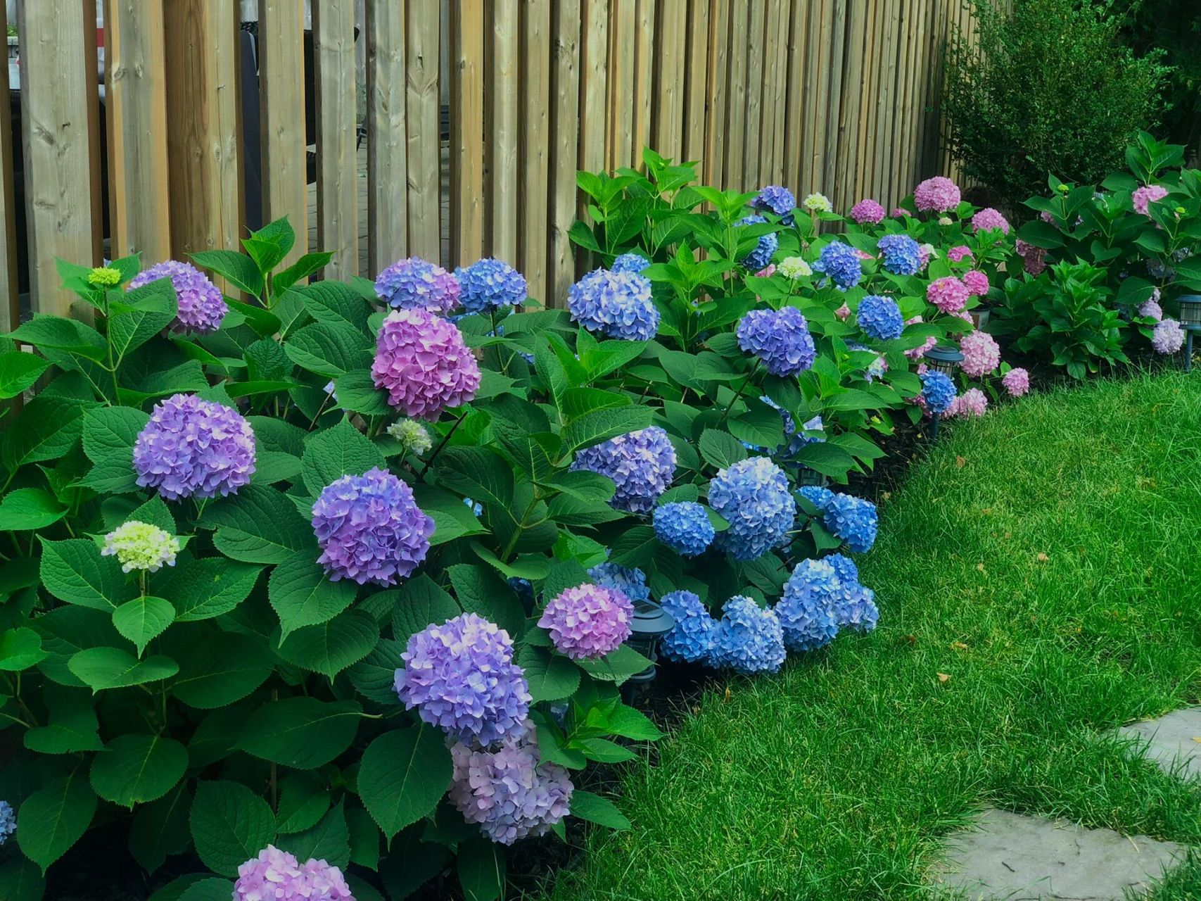 9896 多伦多地栽绣球无尽夏 四月14见花苞 前几年发9896