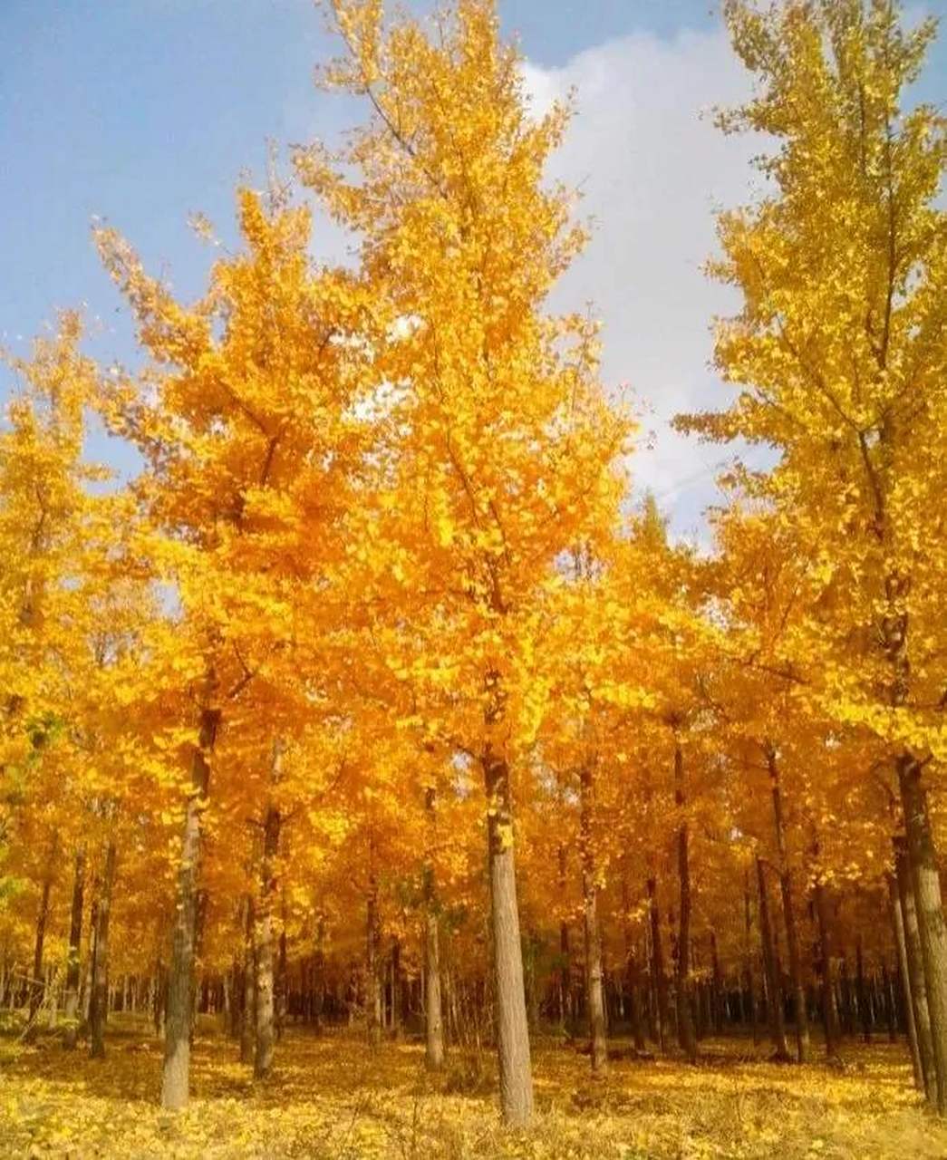 树叶不是一天黄的, 人心不是一天凉的.