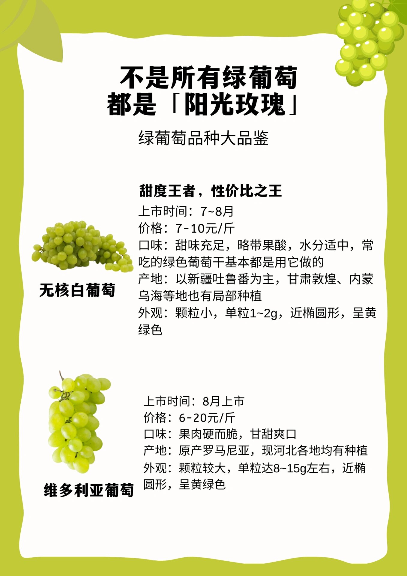 01991分钟带你了解阳光玫瑰|一分钱一分货?