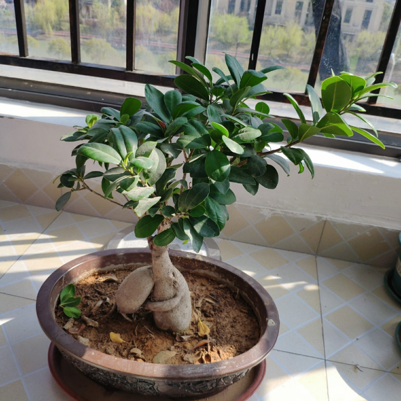 榕树盆栽修剪 第一次修剪家里的小榕树,期待他焕发新生~ 随时记录生长